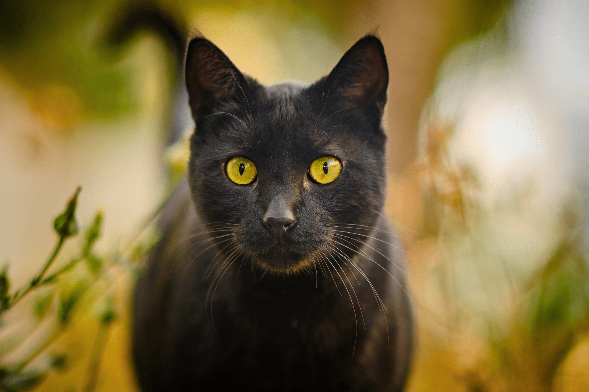 Secreto revelado: El significado oculto de soñar con un gato negro - Tu Enfoque Mental