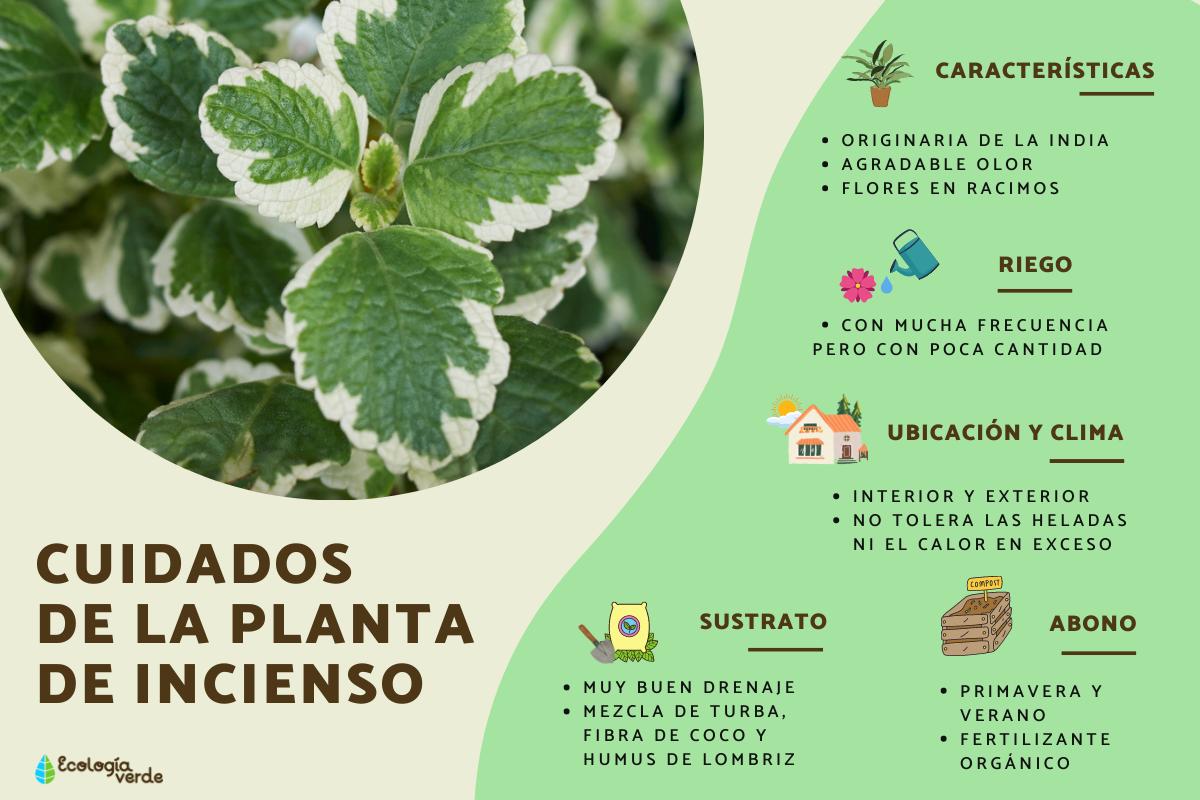 5 Pasos para Quemar la Planta de Incienso de Forma Perfecta - Tu Enfoque Mental