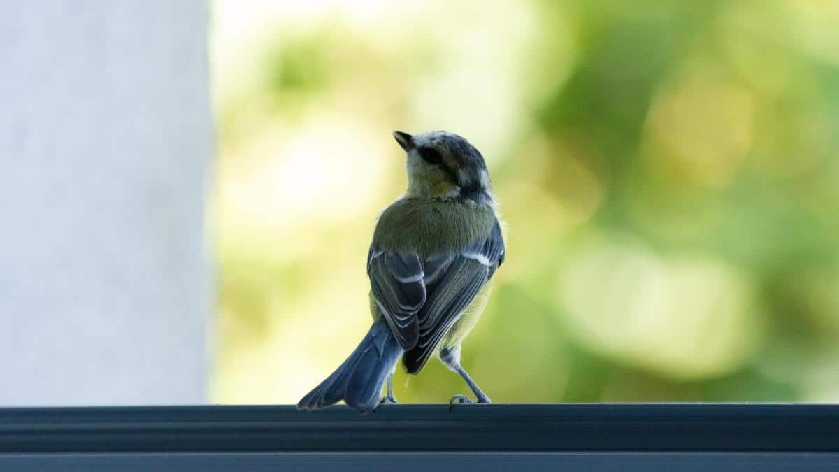 ¡Alerta! ¿Qué Significa Cuando un Pájaro Choca en tu Ventana? ¡Aquí la Respuesta! - Tu Enfoque Mental
