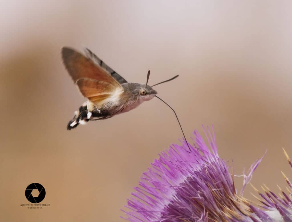 El Asombroso Significado Espiritual De La Esfinge Colibrí