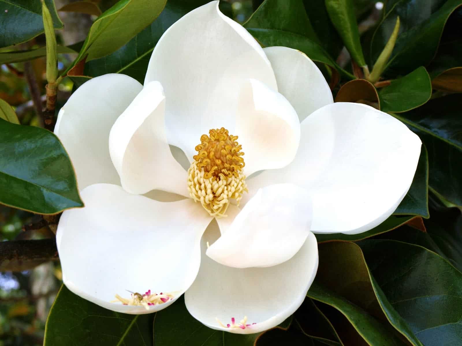 El misterioso significado espiritual de la magnolia ¡Impactante revelación! - Tu Enfoque Mental