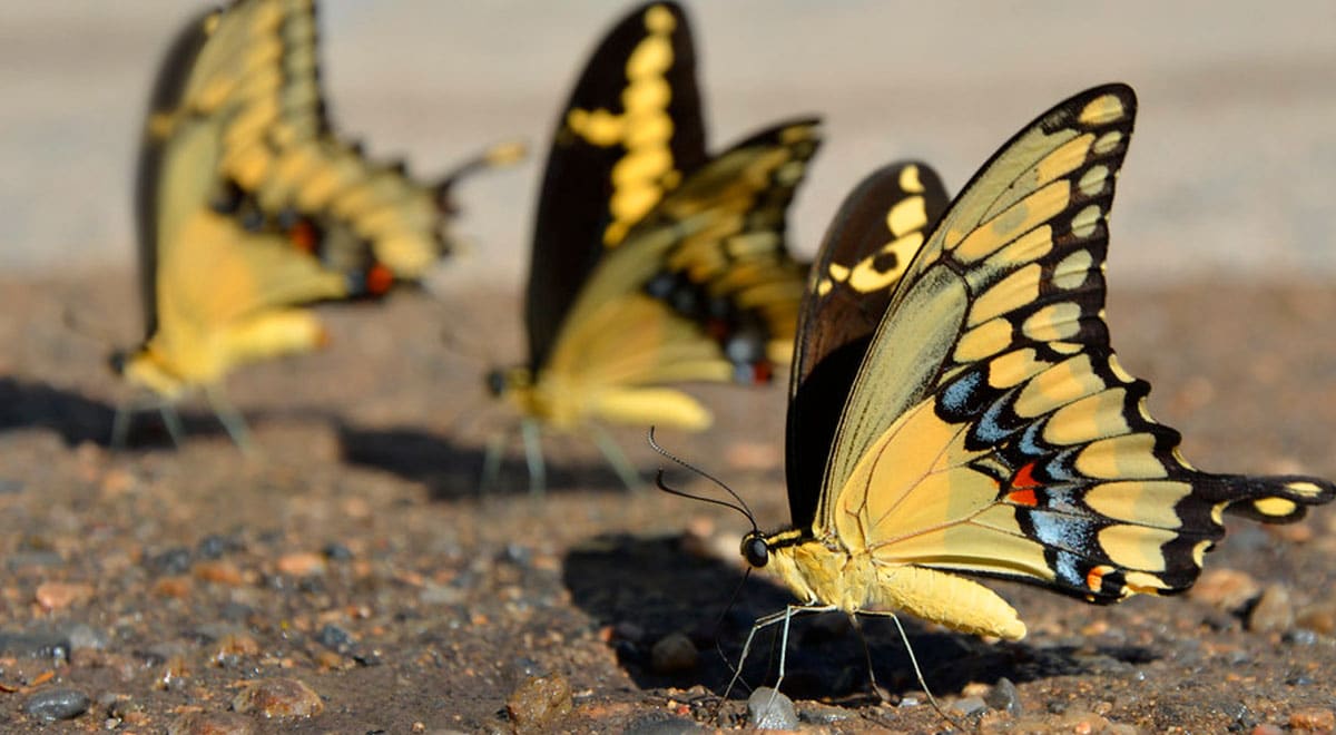 El profundo significado de ver una mariposa amarilla - Tu Enfoque Mental