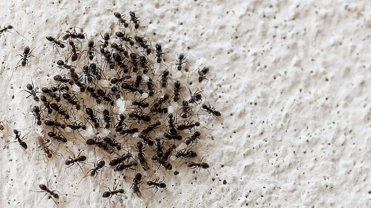 Hormigas en tu casa: La conexión mística con la brujería que jamás imaginaste - Tu Enfoque Mental