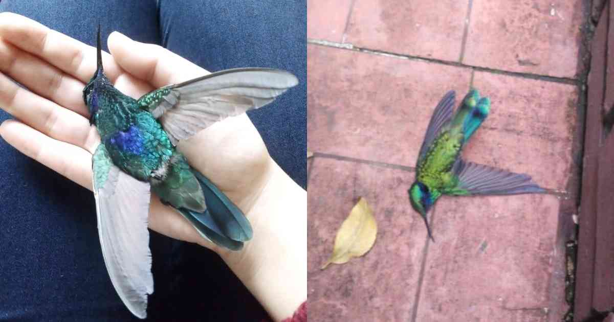 Impactante hallazgo: Misterio tras la muerte del colibrí - Tu Enfoque Mental