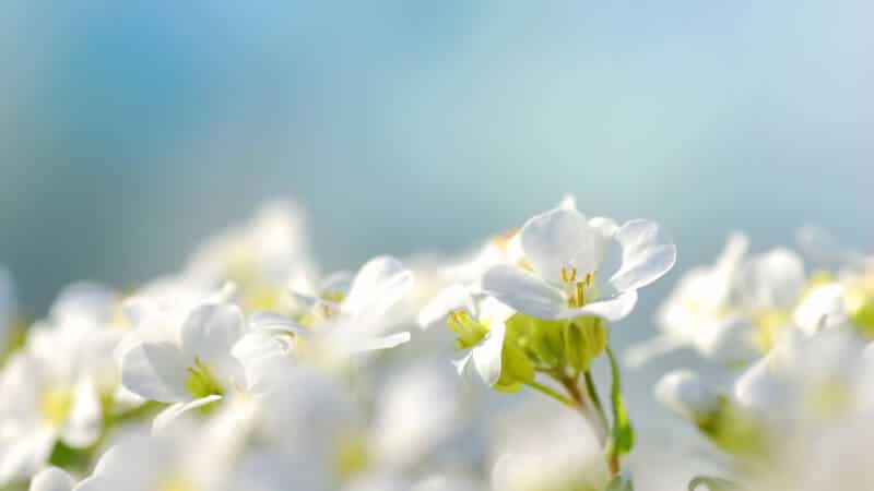 ¡Increíble experiencia al soñar con una misteriosa flor blanca! - Tu Enfoque Mental
