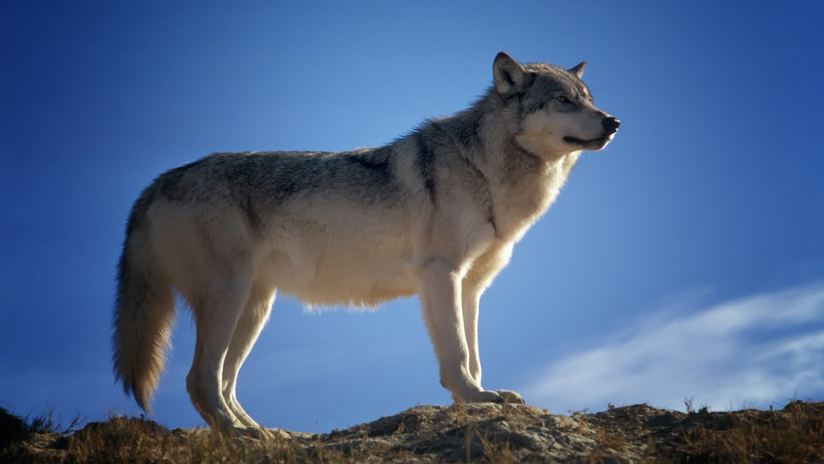 Lo que significa realmente soñar con lobos: revelando el mensaje oculto - Tu Enfoque Mental