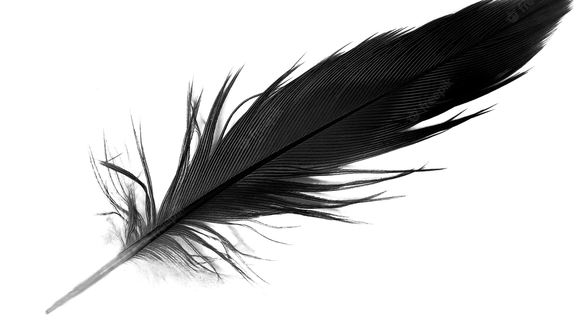 Plumas negras: el sorprendente significado espiritual que debes conocer - Tu Enfoque Mental