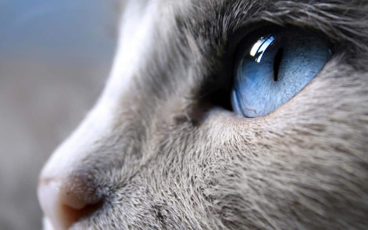 Secretos del gato gris: Significado esotérico que te sorprenderá - Tu Enfoque Mental