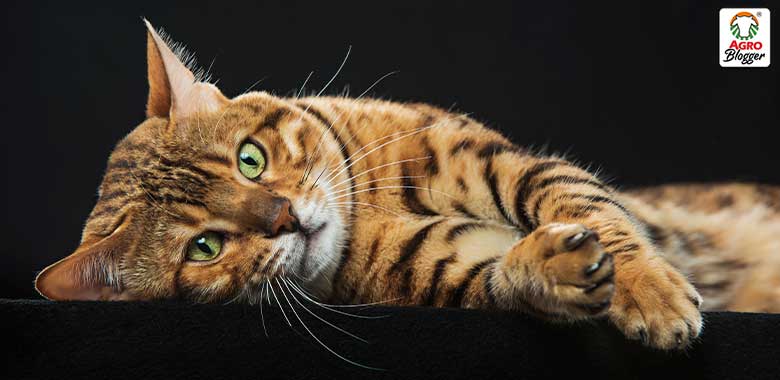 Significado de soñar con gato naranja: ¡Tu sueño revela algo sorprendente! - Tu Enfoque Mental