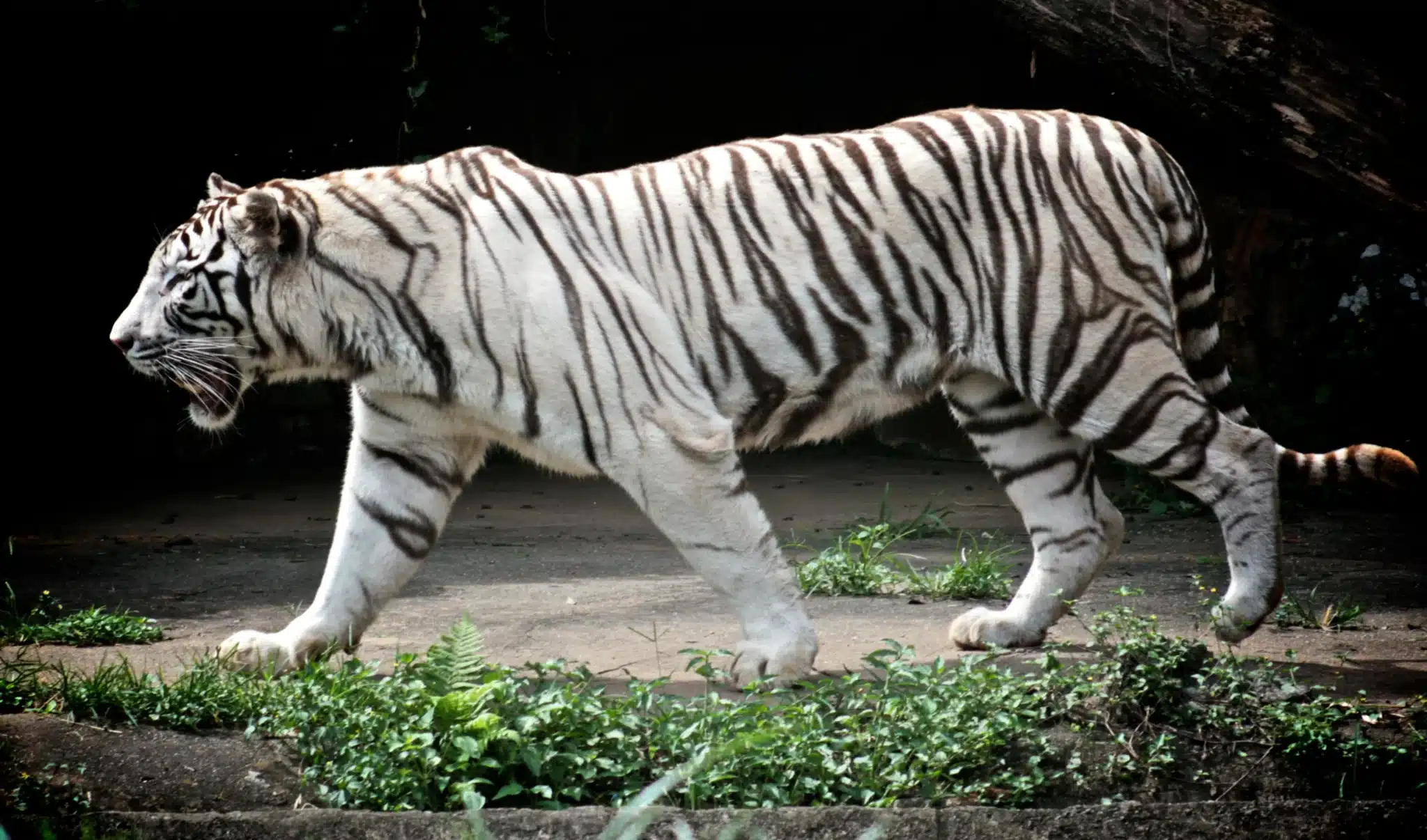 Sorprendente significado de soñar con un tigre blanco que te dejará sin aliento - Tu Enfoque Mental