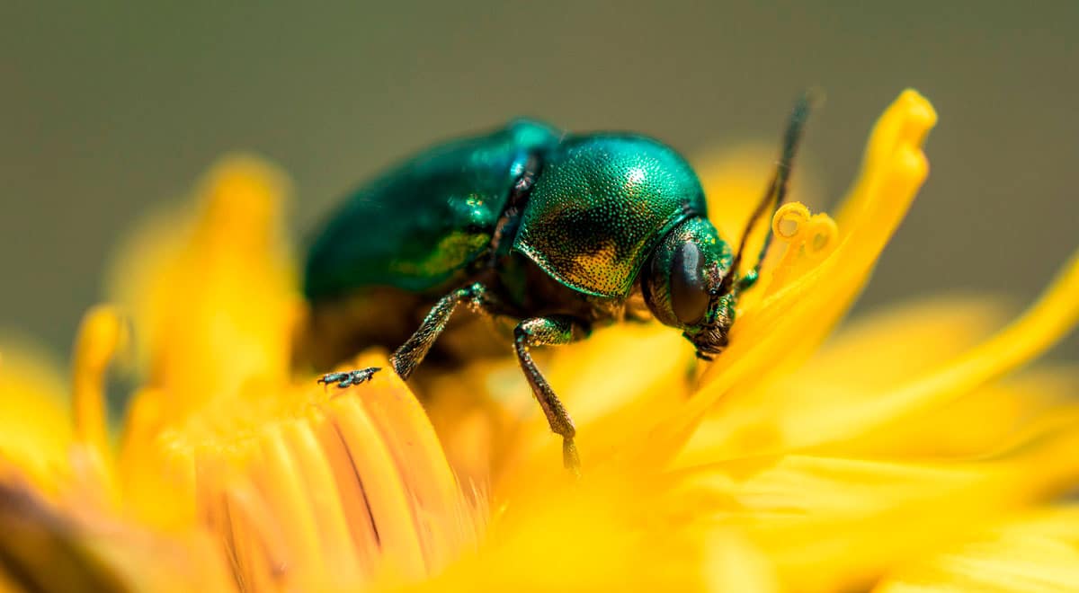 El Misterio del Escarabajo: Significado Espiritual que No Conocías - Tu Enfoque Mental