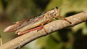 El Asombroso Significado de Encontrar un Saltamontes en Casa - Tu Enfoque Mental